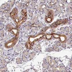 FNIP2 Antibody, Novus Biologicals 0.1mL; Unlabeled:Antibodies, Polyclonal
