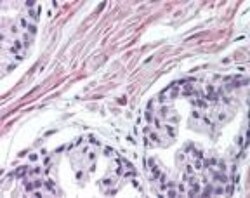 FNTA Antibody, Novus Biologicals:Antibodies:Primary Antibodies