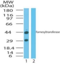 FNTA Antibody, Novus Biologicals:Antibodies:Primary Antibodies
