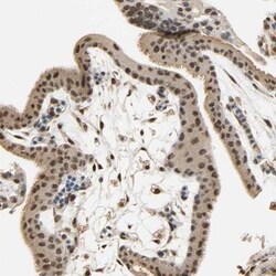 FOG2 Antibody, Novus Biologicals 0.1 mL | Buy Online | Novus Biologicals | Fisher Scientific