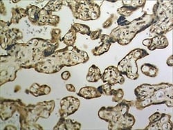 Follistatin Antibody (MM0296-9D28) - Azide and BSA Free, Novus Biologicals:Antibodies:Primary