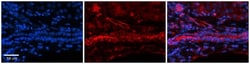FOLR1 Antibody, Novus Biologicals 0.05mg; Unlabeled:Antibodies, Polyclonal