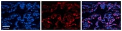 FOLR1 Antibody, Novus Biologicals 0.05mg; Unlabeled:Antibodies, Polyclonal