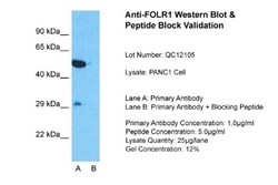 FOLR1 Antibody, Novus Biologicals 0.05mg; Unlabeled:Antibodies, Polyclonal