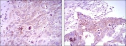 FoxD3 Antibody (5G9), Novus Biologicals 0.1mL; Unlabeled:Antibodies, Monoclonal