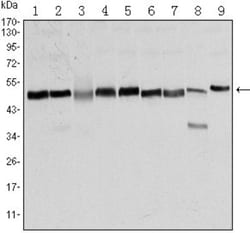 FoxD3 Antibody (5G9), Novus Biologicals 0.1mL; Unlabeled:Antibodies, Monoclonal