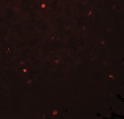 FoxH1 Antibody - BSA Free, Novus Biologicals 0.1mg; Unlabeled:Antibodies,