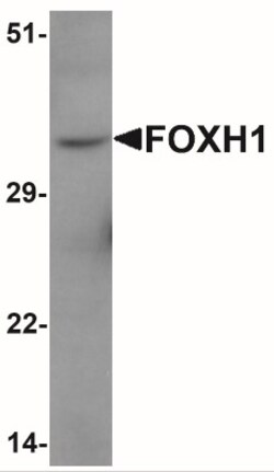FoxH1 Antibody - BSA Free, Novus Biologicals 0.1mg; Unlabeled:Antibodies,