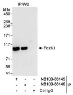 FoxK1 Antibody, Novus Biologicals 0.1mL; Unlabeled:Antibodies, Polyclonal