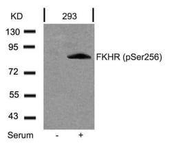 FoxO1/FKHR, p Ser256 Antibody, Novus Biologicals:Antibodies:Primary Antibodies