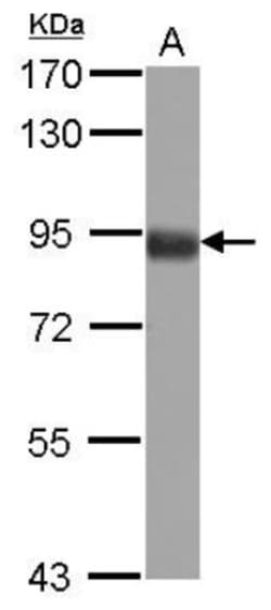 FOXO3 Antibody, Novus Biologicals 0.1 mL | Buy Online | Novus Biologicals | Fisher Scientific