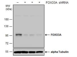 FOXO3 Antibody, Novus Biologicals 0.1 mL | Buy Online | Novus Biologicals | Fisher Scientific