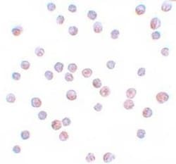 FOXO4 Antibody - BSA Free, Novus Biologicals 0.1mg; Unlabeled:Antibodies