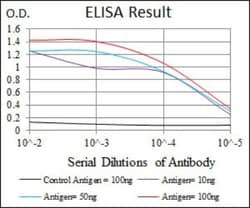 FoxP1 Antibody (6E4) - BSA Free, Novus Biologicals:Antibodies:Primary Antibodies