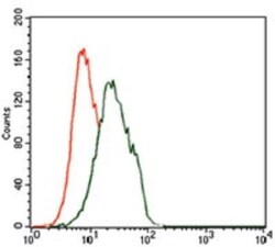 FoxP1 Antibody (6E4) - BSA Free, Novus Biologicals:Antibodies:Primary Antibodies