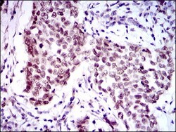FoxP1 Antibody (6E4) - BSA Free, Novus Biologicals:Antibodies:Primary Antibodies