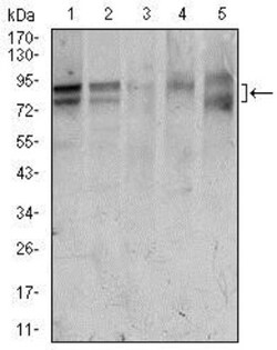FoxP1 Antibody (6E4) - BSA Free, Novus Biologicals:Antibodies:Primary Antibodies