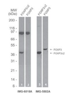 FoxP3 Antibody (16J4G6) - Delta 2 (exon 2 deleted) specific - Azide Free,