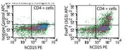 FoxP3 Antibody (3G3) - BSA Free, Novus Biologicals:Antibodies:Primary Antibodies