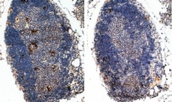 FoxP3 Antibody, Novus Biologicals 0.1mg; Unlabeled:Antibodies, Polyclonal