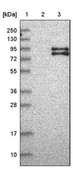 FOXRED2 Antibody, Novus Biologicals:Antibodies:Primary Antibodies