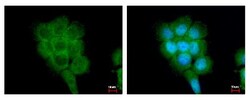 FPGT Antibody, Novus Biologicals 0.1mL; Unlabeled:Antibodies, Polyclonal