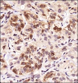 FPRL1/FPR2 Antibody - BSA Free, Novus Biologicals 0.025mL; Unlabeled:Antibodies,