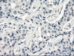FRA-1/FOSL1 Antibody (OTI12F9), Novus Biologicals 0.1mL; Unlabeled:Antibodies,