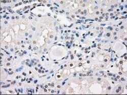 FRA-1/FOSL1 Antibody (OTI12F9), Novus Biologicals 0.1mL; Unlabeled:Antibodies,