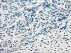 FRA-1/FOSL1 Antibody (OTI12F9), Novus Biologicals 0.1mL; Unlabeled:Antibodies,