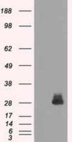 FRA-1/FOSL1 Antibody (OTI12F9), Novus Biologicals 0.1mL; Unlabeled:Antibodies,