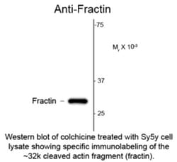 Fractin Antibody, Novus Biologicals™
