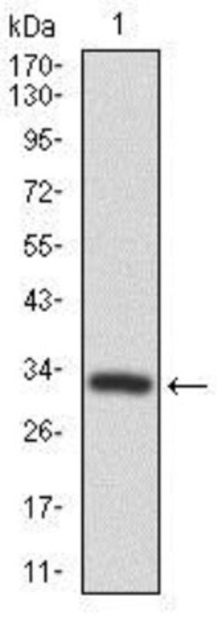 Frizzled-5 Antibody (2D12) - BSA Free, Novus Biologicals 0.1mL; Unlabeled:Antibodies,