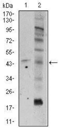 Frizzled-5 Antibody (2D12) - BSA Free, Novus Biologicals 0.1mL; Unlabeled:Antibodies,