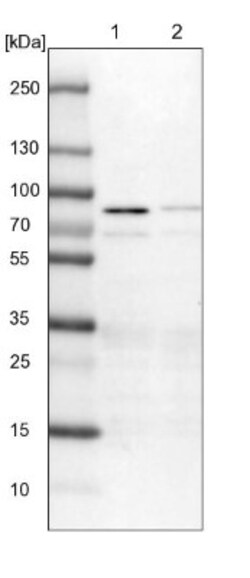 Frizzled-8 Antibody, Novus Biologicals:Antibodies:Primary Antibodies