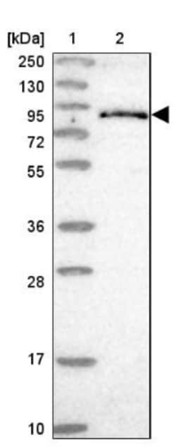 Frizzled-8 Antibody, Novus Biologicals:Antibodies:Primary Antibodies