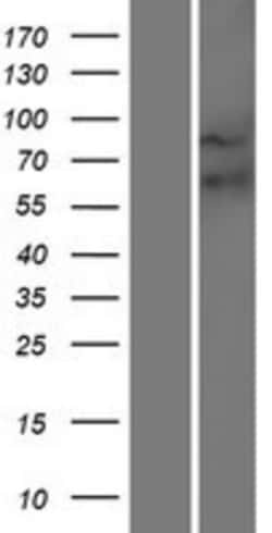 Novus Biologicals™ Frizzled-9 Overexpression Lysate