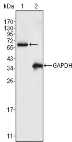 Frk Antibody (4E1), Novus Biologicals 0.1mL; Unlabeled:Antibodies, Monoclonal