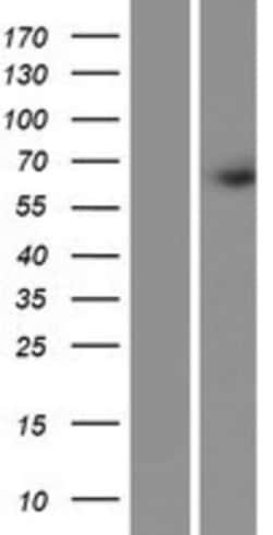 Novus Biologicals™ FRMD3 Overexpression Lysate