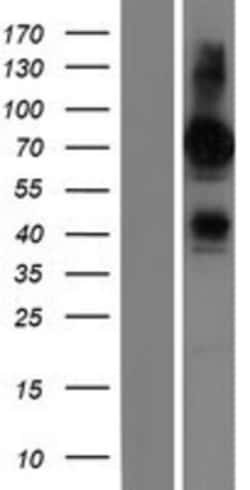 Novus Biologicals&trade;&nbsp;FRMD6 Overexpression Lysate