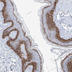 FRS3 Antibody, Novus Biologicals:Antibodies:Primary Antibodies