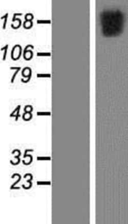 Novus Biologicals&trade;&nbsp;FSCB Overexpression Lysate