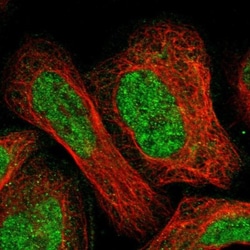 FSCB Antibody, Novus Biologicals 25 &mu;L; Unlabeled:Antibodies, Polyclonal