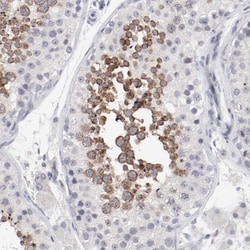 FSCB Antibody, Novus Biologicals 25 &mu;L; Unlabeled:Antibodies, Polyclonal