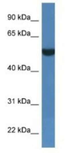 FSD1L Antibody, Novus Biologicals:Antibodies:Primary Antibodies
