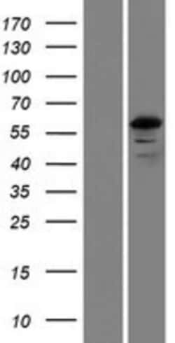 Novus Biologicals&trade;&nbsp;FSD1L Overexpression Lysate