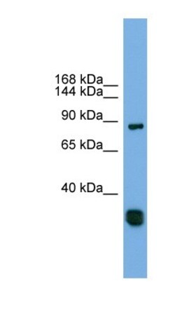 FSTL5 Antibody, Novus Biologicals:Antibodies:Primary Antibodies