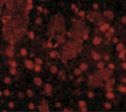 FTO Antibody - BSA Free, Novus Biologicals 0.1mg; Unlabeled:Antibodies,