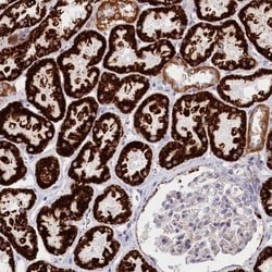 FTS Antibody, Novus Biologicals 0.1mL; Unlabeled:Antibodies, Polyclonal