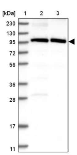 FTSJD2 Antibody, Novus Biologicals 25 &mu;L; Unlabeled:Antibodies, Polyclonal